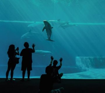Picture of AQUARIUM GENOVA